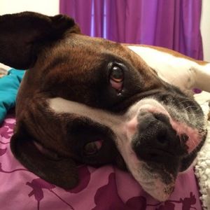 Meet your Posher, Ava